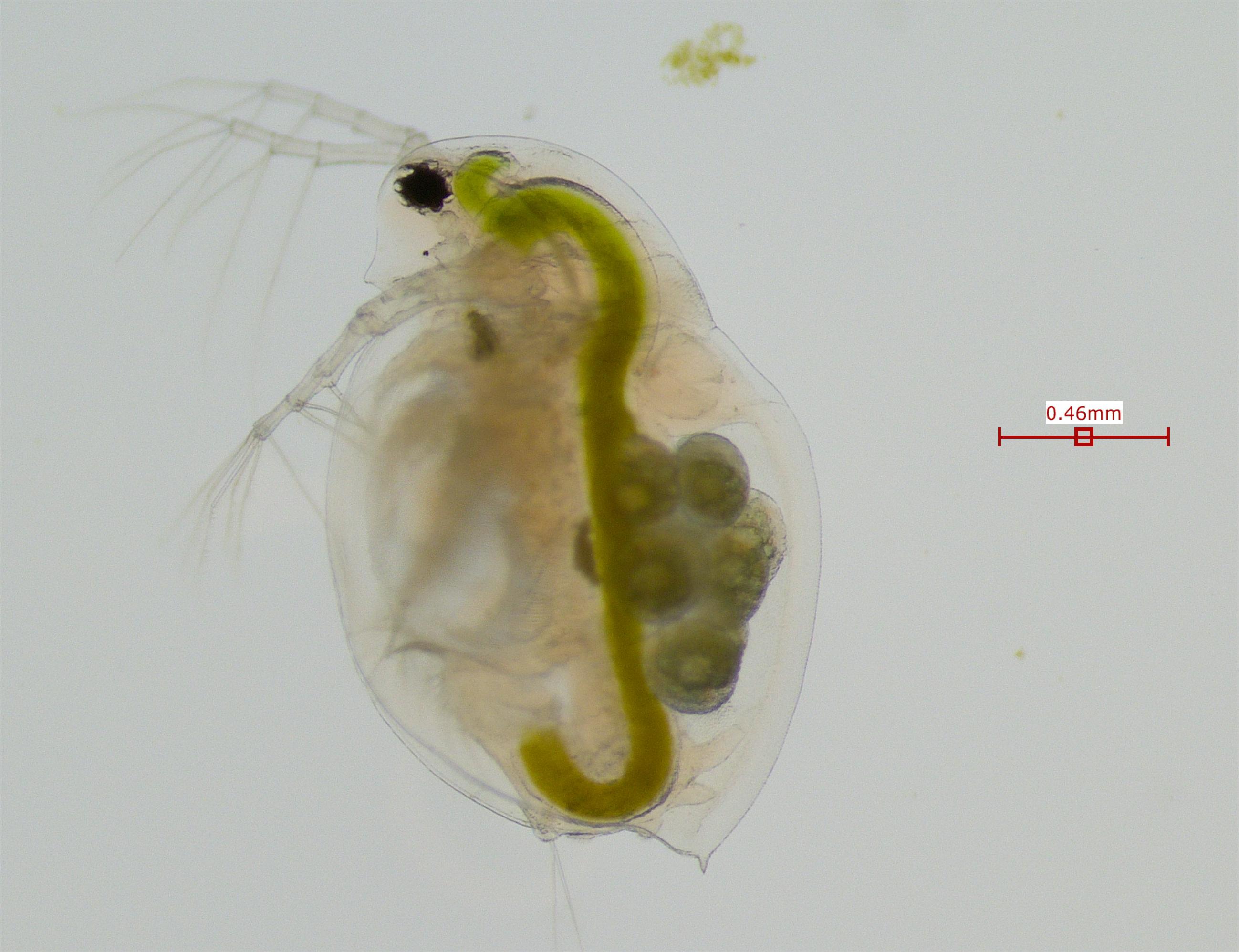 Daphnia mitsukuri